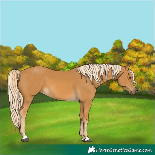 Horse Color:Palomino