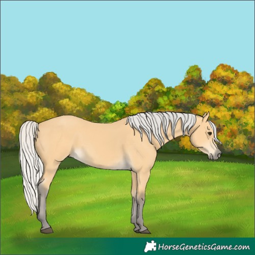 Horse Color:Silver Buckskin 