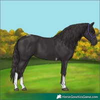 Horse Color:Smoky Black Tobiano