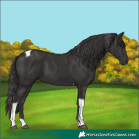 Horse Color:Smoky Black Tobiano 