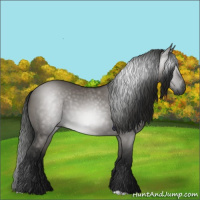 Horse Color:Gray Grullo 