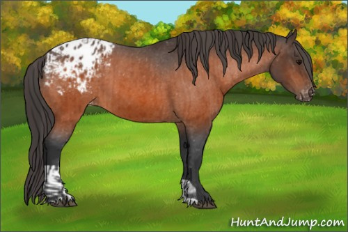 Horse Color:Bay Appaloosa and Bay Appaloosa