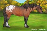 Horse Color:Bay Appaloosa  and Bay Appaloosa 