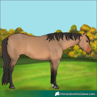 Horse Color:Bay Dun