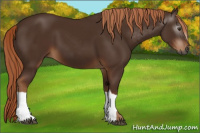 Horse Color:Gray Chestnut 