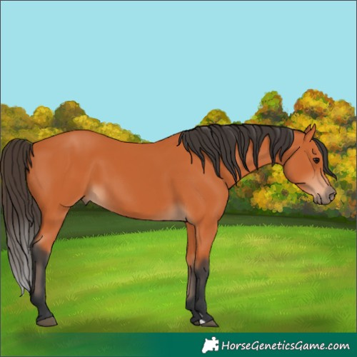 Horse Color:Bay 