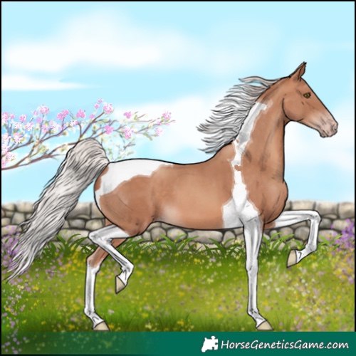Horse Color:Silver Sable Champagne Tobiano 