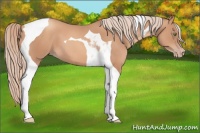 Horse Color:Gold Champagne Tobiano 