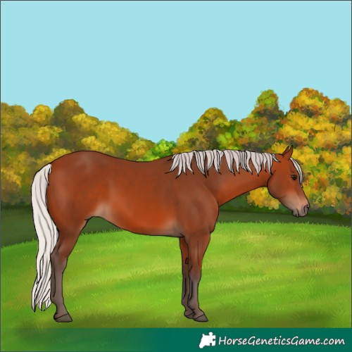 Horse Color:Silver Bay 
