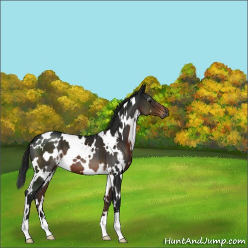Horse Color:Gray Brown 