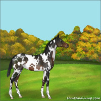 Horse Color:Gray Brown 