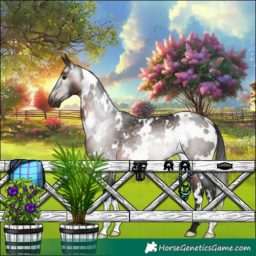 Horse Color:Gray White Spotted Bay Rabicano 
