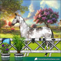 Horse Color:Gray White Spotted Bay Rabicano 