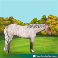 Horse Color:Silver Bay Roan 