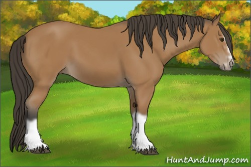 Horse Color:Bay Splash Frame 