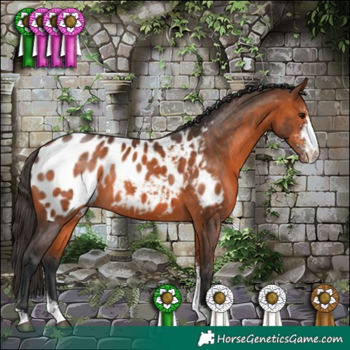 Horse Color:Bay Sabino Appaloosa Rabicano 