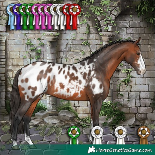 Horse Color:Bay Sabino Appaloosa Rabicano 