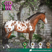 Horse Color:Bay Sabino Appaloosa Rabicano