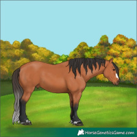 Horse Color:Bay 