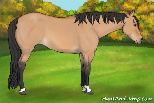 Horse Color:Bay Dun 