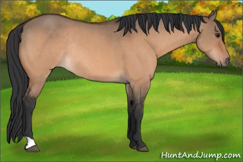 Horse Color:Brown Dun Rabicano