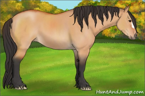 Horse Color:Bay Dun 
