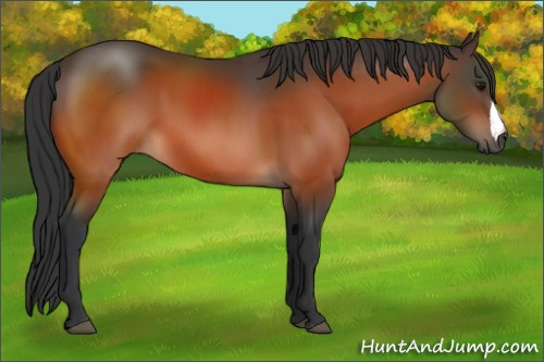 Horse Color:Bay 