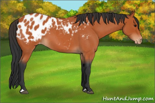 Horse Color:Bay Roan Appaloosa 