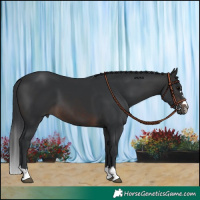 Horse Color:Brown 