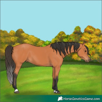 Horse Color:Bay 