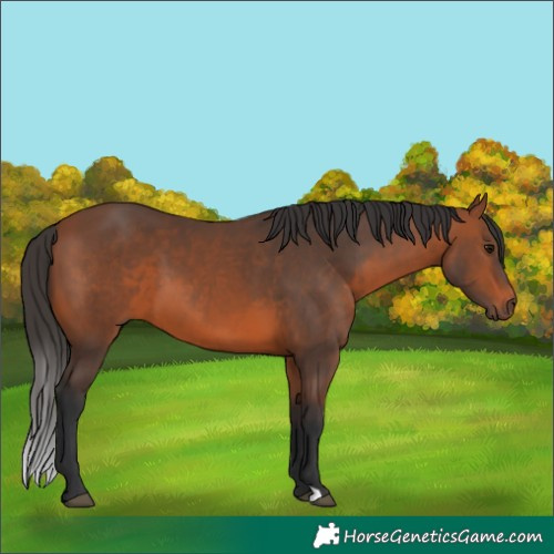 Horse Color:Bay 