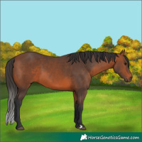 Horse Color:Bay 