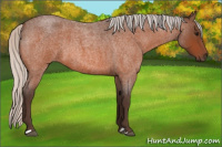 Horse Color:Silver Bay Roan 