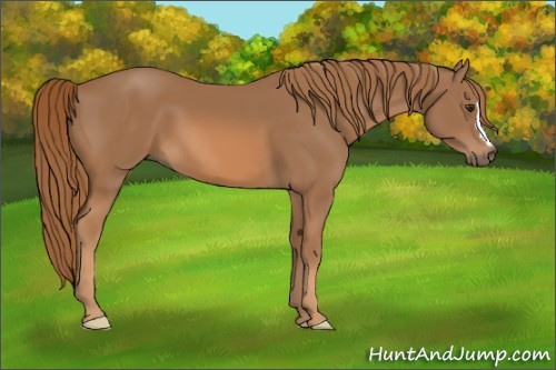 Horse Color:Chestnut 
