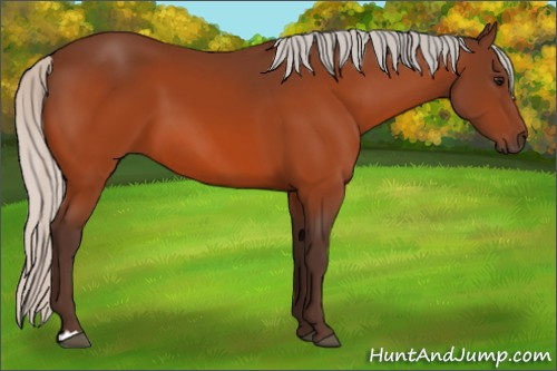 Horse Color:Silver Bay 