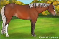 Horse Color:Silver Bay 