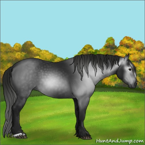 Horse Color:Gray Black 