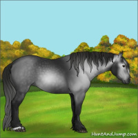 Horse Color:Gray Black 
