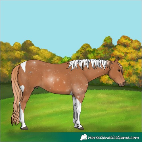Horse Color:Chestnut Tobiano 