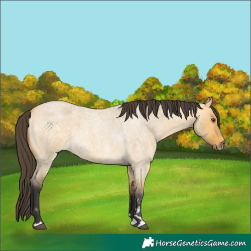 Horse Color:Buckskin Roan Dun 