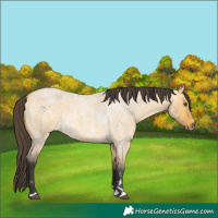 Horse Color:Buckskin Roan Dun 