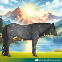 Horse Color:Black 