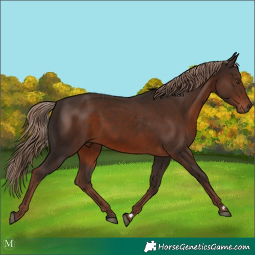 Horse Color:Liver Chestnut
