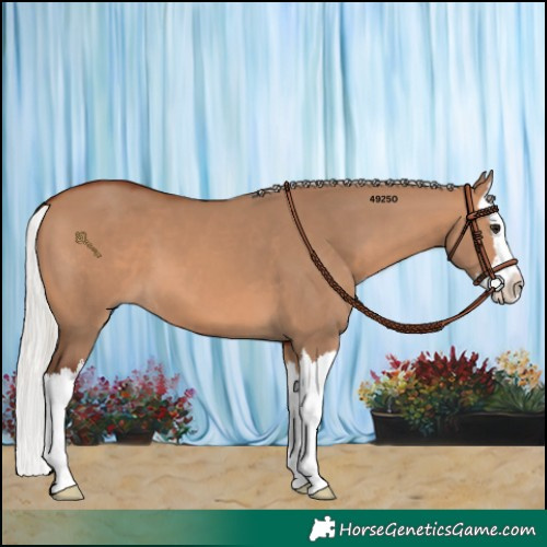 Horse Color:Silver Brown Dun Splash 