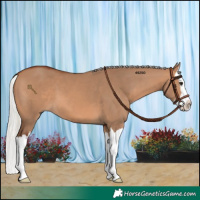 Horse Color:Silver Brown Dun Splash 