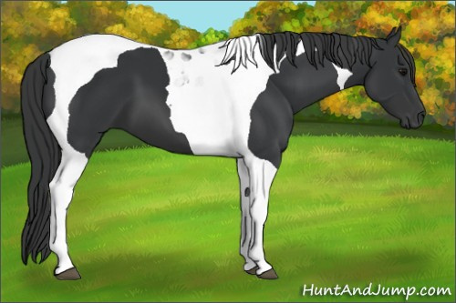 Horse Color:Black Tobiano 