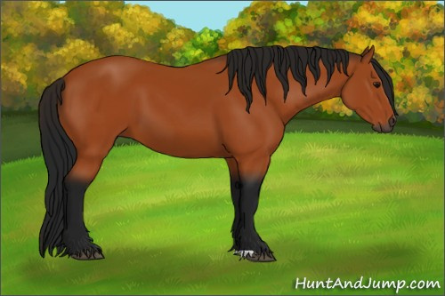 Horse Color:Gray Bay 