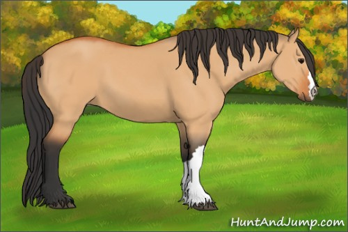 Horse Color:Bay Dun 
