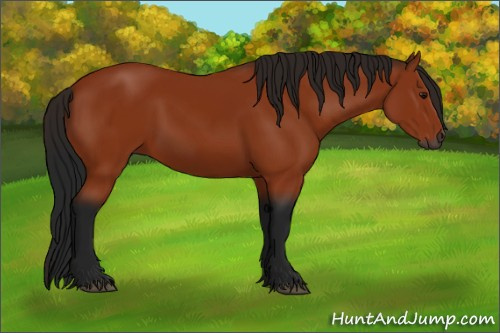 Horse Color:Gray Bay 