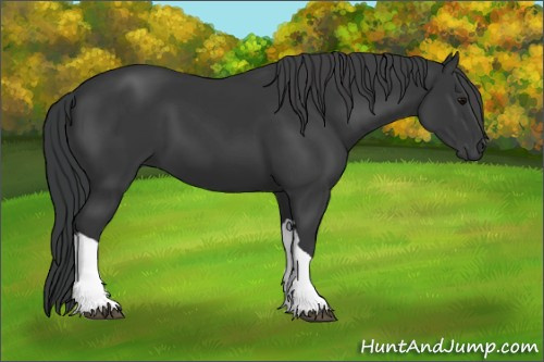 Horse Color:Black 